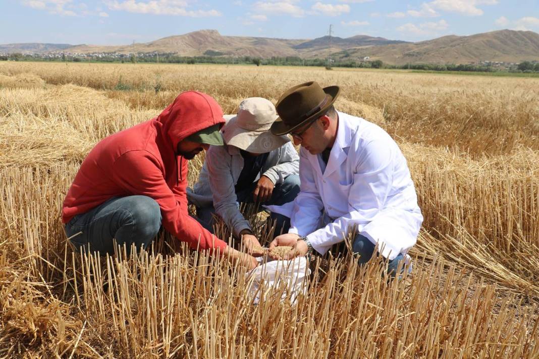 Dünyanın gözü Türkiye'deki bu tarlada! Adım adım yaklaşan felakete çözüm olabilir 2
